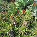 Aloe Vera in der Blüte