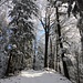 herrliches Winterwaldwandern