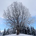 stets bewundernswert - der mächtige Baum auf dem Hornbachegg Nordostgipfel ...
