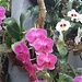 Orchideenschau im Palmenhaus
