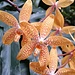 Orchideen im Palmenhaus