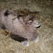 ... und tierischer auf Bergmatten: 4 Tage alt ist dieses Kameljunge