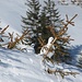 Schneehühner am Schnippenkopf
