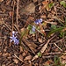 Blaustern