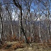 Un magnifico betulleto ricopre il Monte Sirti.