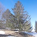 Splendido albero 