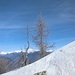 Un caratteristico albero prima della cima del cucchetto 