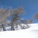 Caratteristici alberi verso la cima del pizzo di Corgella
