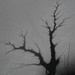 Ein Baum im Nebel? Ein überkandidelter Hirsch? Das Nervenkostüm des Fotografen? Nein! Ein Muster auf der Oberfläche eines Fischteichs.