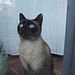 Uno dei misteri della vita:<br />"cosa osservano o cosa pensano i gatti quando guardano fuori dalla finestra".
