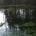 Ein kleiner Teich im Waldstück "Im Bärenfels".