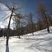 <b>Il pascolo estensivo nel bosco mantiene a lungo termine una struttura di vegetazione favorevole al Fagiano di monte, impedendo la formazione di un bosco fitto.</b>