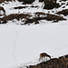 Hirsche auf den gegenüberliegenden Hang, gesehen von der Strasse Binn-Fäld, beim Campingplatz.
