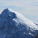 Seehorn