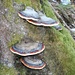 besonders farbige Zunderschwämme (Familie der Porlinge)