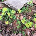 Chrysosplenium alternifolium L.<br />Saxifragaceae<br /><br />Erba milza comune.<br />Dorines à feuilles alternes.<br />Wechselblättriges Milzkraut.