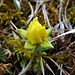 gelbe Rose in Miniaturformat