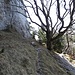Diese Sitzbank unter den Felsen der Roggenflue markiert den Zugang zum Südwestkamin. Bei den Nadelbäumen hinter der Bank beginnt die Kletterei im zweiten Grad.