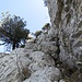 Der Südwestkamin der Roggenflue vom Einstieg aus gesehen. Es lassen sich gute Griffe in den Felsen finden.