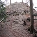Wurzelweg von der Ruine Friesenburg bergab