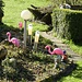 Flamingos gibt's da auch.