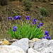blaue Iris am Wegesrand