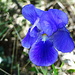 wunderschöne Iris