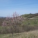 Frühlingsbaum mit Rückblick auf die Ovár