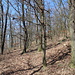 Im Aufstieg zum Želenický vrch (Südflanke) - Noch sieht's gemütlich aus, der "Pfad" ist aber eher eine Wildspur und verschwindet bald. Man beachte die Größe der Eichen.
