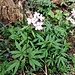 Cardamine heptaphylla (Vill.) O. E. Schulz<br />Brassicaceae<br /><br />Dentaria pennata.<br />Dentaire à sept feuilles.<br />Fiederblättrige Zahnwurz.