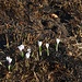 Crocus flowers on scorched ground.