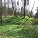 Der Bärlauch überzieht mit seinem üppigen Grün den Waldboden wie ein Teppich.