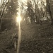 salita nel bosco