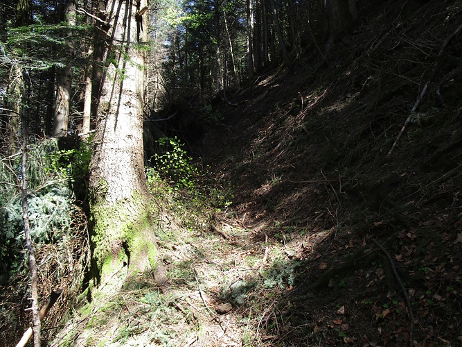 noch ein umgestürzter Baum Fotos