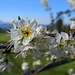 Blütenpracht im Appenzellerland