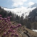 Frühling vor Winter auf der Alp de Comun
