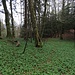 Der Bärlauch treibt grossflächig aus und bedeckt den Waldboden mit seinem intensiven Grün.