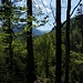 Ich wandere hinaus: durch schönen Laubwald mit frischem Grün und weit entfernten Karwendelgipfeln...