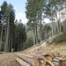 Deviati dal sentiero per Sigirino ci ritroviamo in questa zona di taglio in pineta: di fatto la salita "vera" inizia qui.