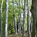 Breve e suggestivo tratto in mezzo al alti faggi prima del Rifugio Campei.