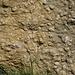Steinplatte beim Stall von Weid: voller Versteinerungen.