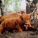 Monte Roveraccio : mucca scozzese