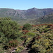 Unterwegs zwischen Refugio de Montaña de la Laguna de las Yeguas und Refugio de Montaña de Riopedro - Zwischen Ginster und niedrigen Büschen, die "fingerstrauch-mäßig" aussehen.
