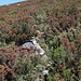 Im Aufstieg zur Peña Trevinca - Offenbar gibt es mehrere Varianten von "Wegen". Steinmännchen lotsen uns hier durch ziemlich dichtes Gebüsch.