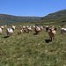 Unterwegs zwischen Peña Trevinca und Refugio de Montaña de Riopedro - Im Tal des jungen Río Tera weiden aktuell unzählige Rinder, hier gemäß Karte auf der Majada Trevinca. Wirklich gut ausweichen kann man den Kühen und ihren Kälbern dabei nicht immer.