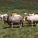 Unterwegs zwischen Peña Trevinca und Refugio de Montaña de Riopedro - Vorbei an unzähligen Rindern.