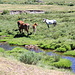 Unterwegs zwischen Refugio de Montaña de Riopedro und Embalse de Vega del Conde - Östlich des Río Tera geht's auf Pfadspuren bzw. weglos in Richtung Stausee. Dabei müssen wir zwischendurch auch einen Bach queren (vermutlich den Arroyo de Riopedro). Wie man sieht, begegnen uns zur Abwechslung einmal Pferde.