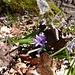 Zweiblättriger Blaustern - eine typische Frühlingsblume