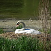 Schwan bei der Brut
