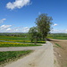 Rückblick auf Sunthausen und die letzten 6 km